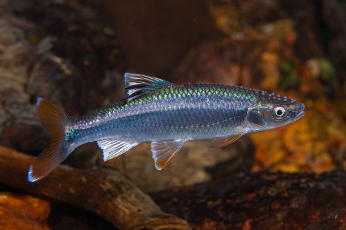 Tricolor Shiner