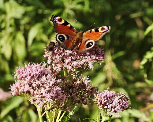 European Peacock Butterfly
