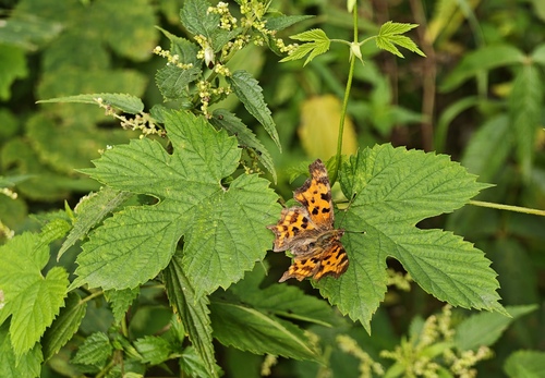 European Comma