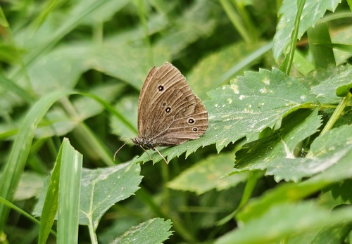 Ringlet