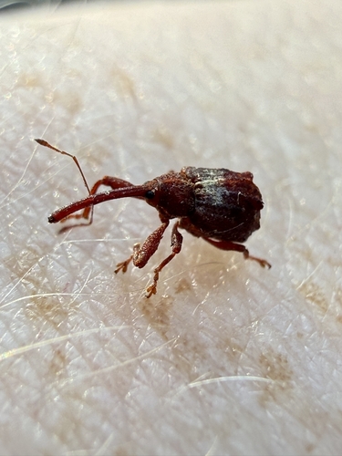 Apple curculio