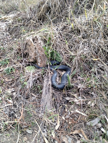 Red-bellied Black Snake