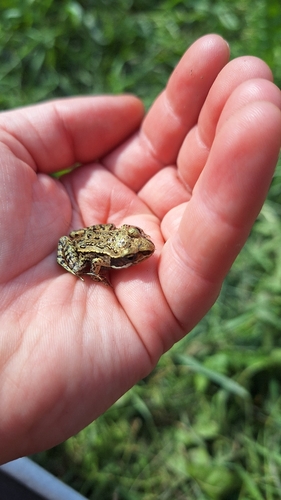 Wood Frog