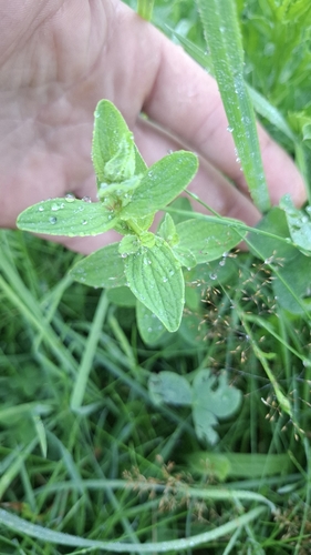 Oregano