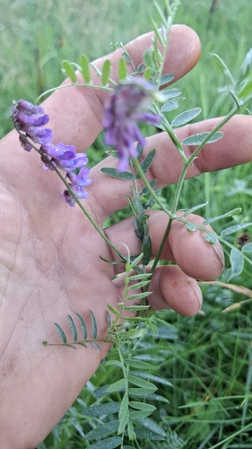 tufted vetch