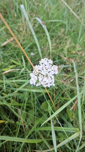 common yarrow
