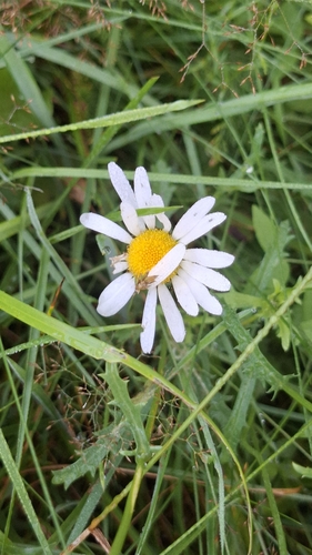 oxeye daisy