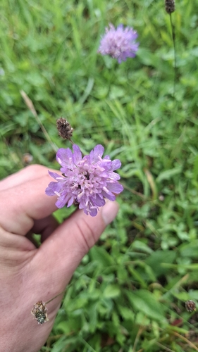 Field Scabious