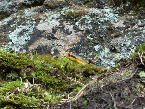 Stejneger's Bamboo Snake