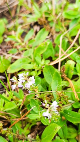 heath speedwell