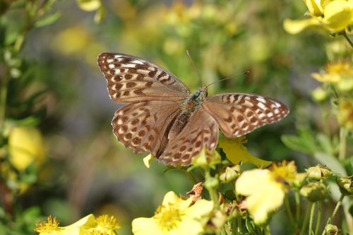 Silver-washed Fritillary