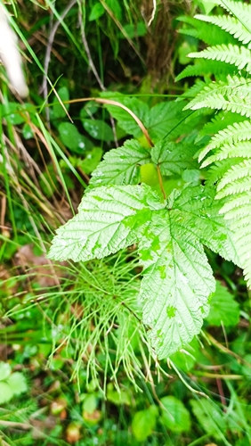 Meadowsweet