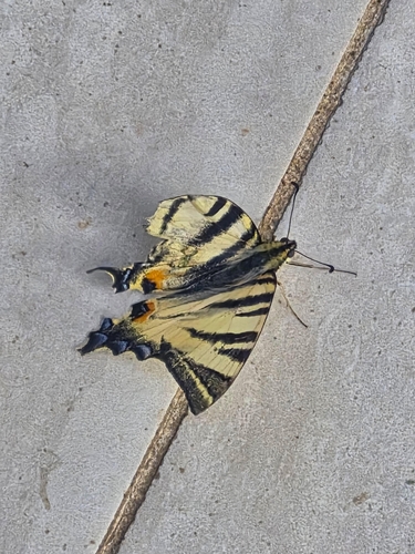 Scarce Swallowtail