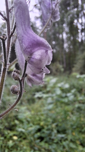 Northern Wolfsbane