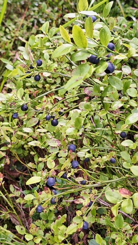 common bilberry