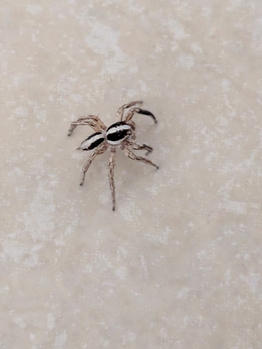 Pantropical Jumping Spider