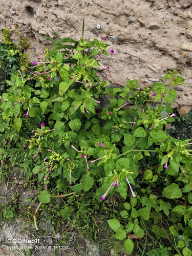 marvel of Peru