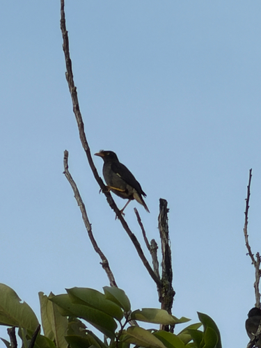 Javan Myna