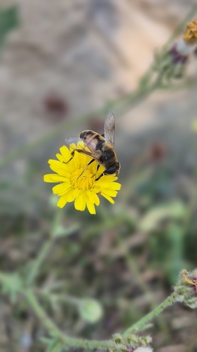 Common Drone Fly