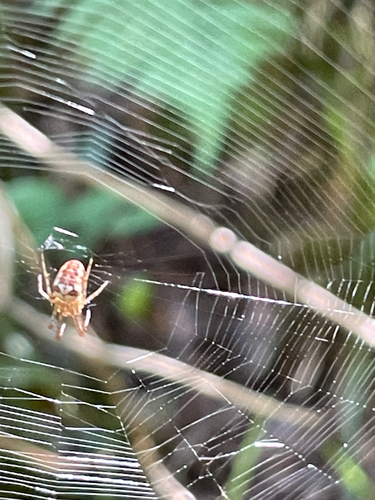 Eurasian Armoured Long-jawed Spider
