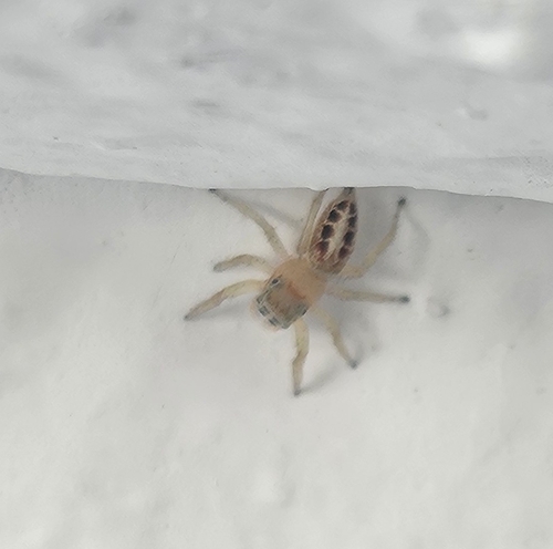 Thyene imperialis