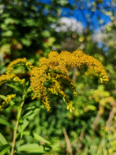Canada goldenrod