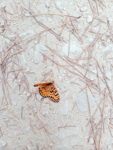 Spotted Fritillary
