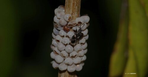 Cottonseed Bug