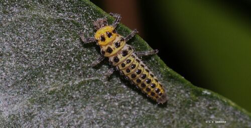 Fungus-eating ladybird