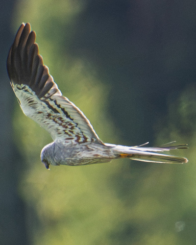 Montagu's Harrier