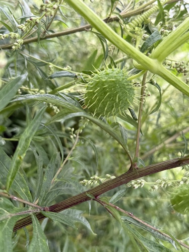 prickly cucumber