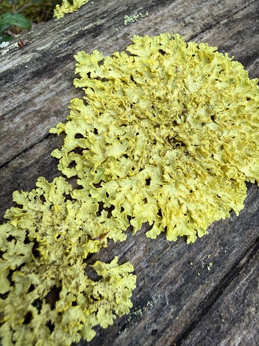 Powdered Sunshine Lichen