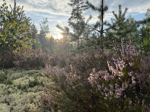 common heather