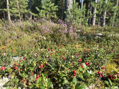 Lingonberry