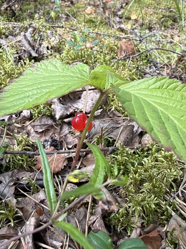 Stone Bramble