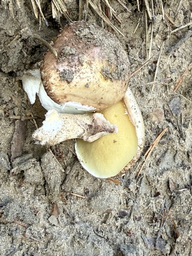 Purple-veiled Slippery Jack
