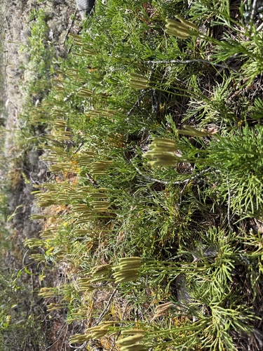 northern ground-cedar