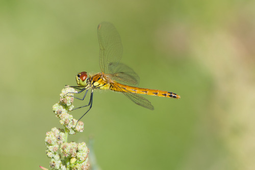 Spotted Darter