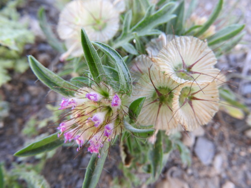 Lomelosia stellata (L.) Raf.