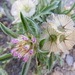 Lomelosia stellata - Photo (c) Abdenour Kheloufi, todos los derechos reservados, uploaded by Abdenour Kheloufi