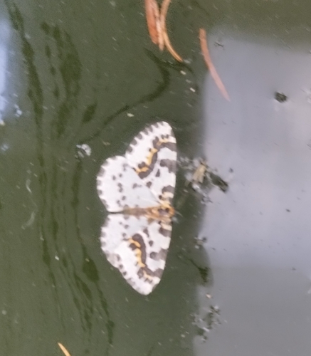 Magpie Moth