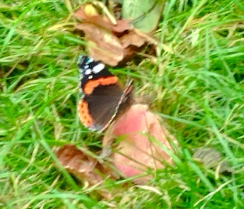 Red Admiral