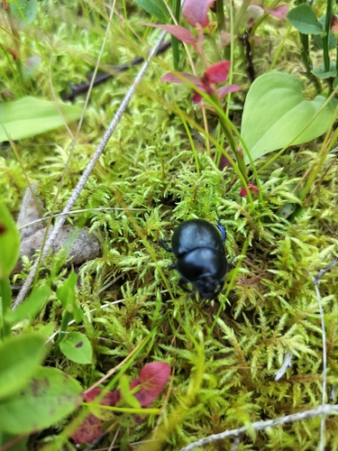 Woodland Dor Beetle