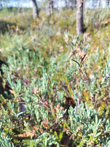 Wild Rosemary