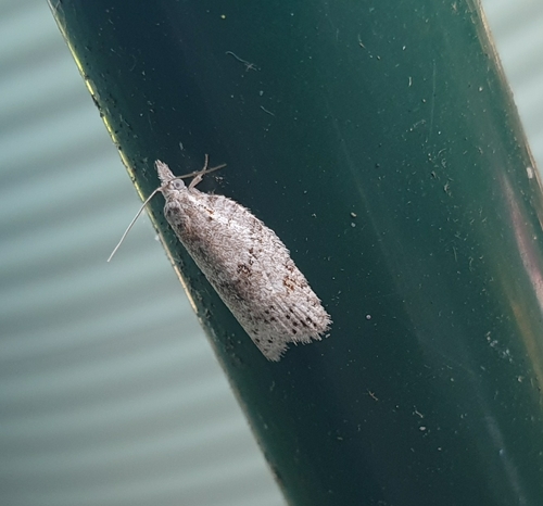 Orange Fruit Borer