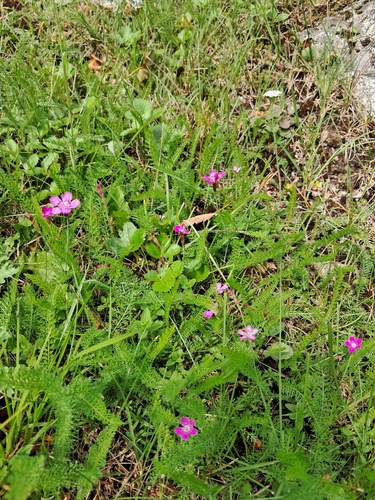 Maiden Pink