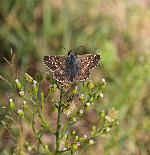 Large Grizzled Skipper
