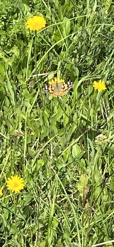 Painted Lady