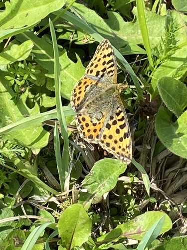 Queen of Spain Fritillary