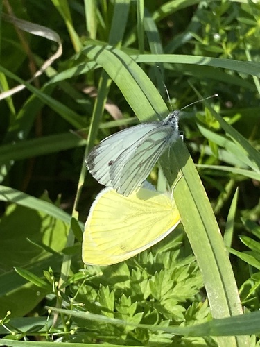 Green-veined White